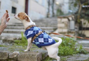 hundefoder