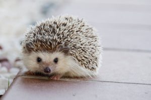 københavn zoo dyr